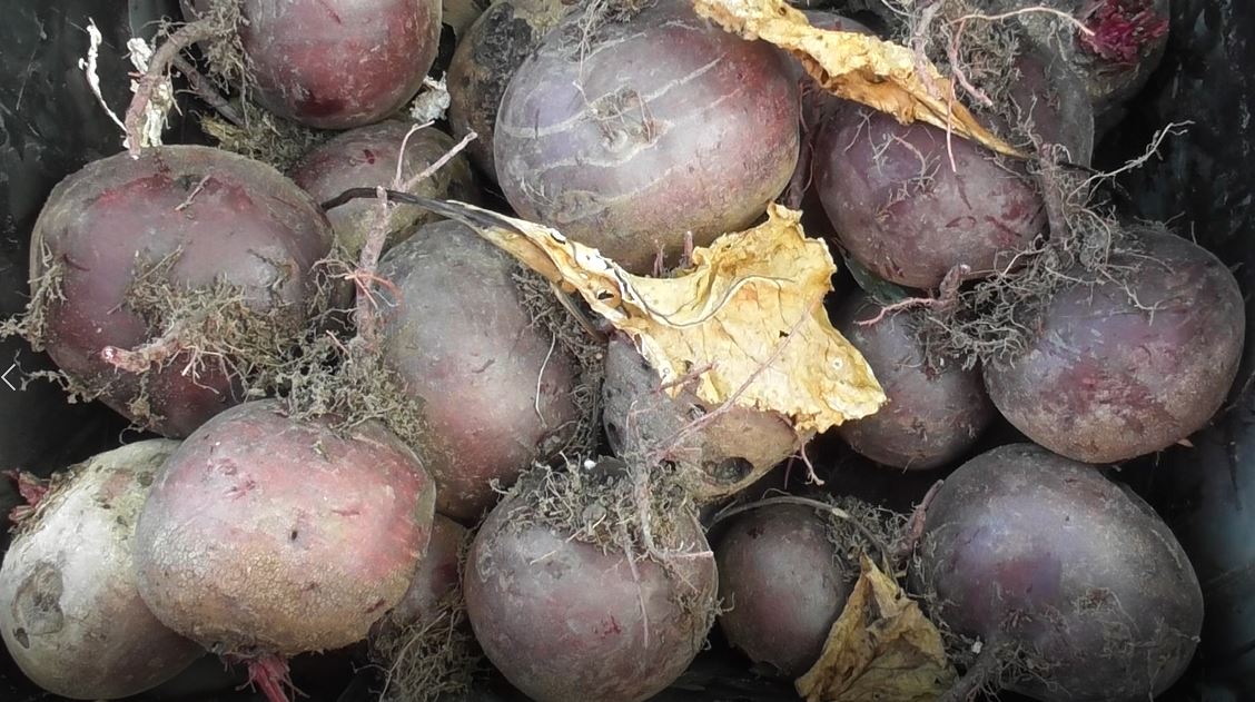 Close up of large beetroot harvested from Site 2